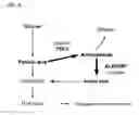 Fig. 07 - Plant having enhanced resistance to environmental stress