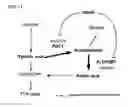 Fig. 12 - Plant having enhanced resistance to environmental stress