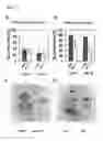 Fig. 14 - Plant having enhanced resistance to environmental stress