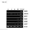 Fig. 19 - Plant having enhanced resistance to environmental stress