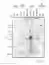 Fig. 04 - NUCLEOTIDE SEQUENCES MEDIATING MALE FERTILITY AND METHOD OF USING SAME