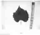 Fig. 03 - Grapevine 'Nokomis'