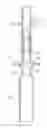 Fig. 01 - HIGH CAPACITY VERTICAL MEMBER FOR USE WITH MODULAR SCAFFOLDING