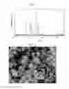 Fig. 02 - NITRIDE PHOSPHOR, REACTION MIXTURE AND METHOD PRODUCTION AND LIGHT EMITTING DEVICE COMPRISING SUCH A PHOSPHOR