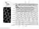 Fig. 01 - LENTICULAR ARRAY INTENDED FOR AN AUTOSTEREOSCOPIC SYSTEM