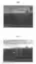 Fig. 08 - Substrate for growing carbon nanotubes, manufacturing method thereof, and manufacturing method of oriented carbon nanotubes