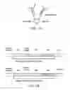 Fig. 02 - Fusion molecules and IL-15 variants