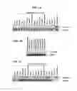 Fig. 02 - Brachyury polypeptides and methods for use