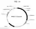 Fig. 25 - GP100-specific T cell receptors and related materials and methods of use
