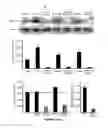 Fig. 09 - Isolation and characterisation of heparan sulphates and their use in pharmaceutical compositions, methods of treatment and stem cell culture media suitable for conditions associated with bone repair