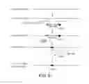Fig. 07 - Chromosomal modification involving the induction of double-stranded DNA cleavage and homologous recombination at the cleavage site