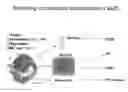 Fig. 01 - Anti-factor B antibodies and their uses