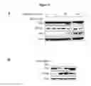 Fig. 04 - MODULATORS OF CELL CYCLE PROGRESSION