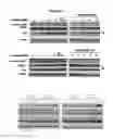 Fig. 10 - MODULATORS OF CELL CYCLE PROGRESSION