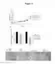 Fig. 13 - MODULATORS OF CELL CYCLE PROGRESSION