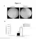 Fig. 14 - MODULATORS OF CELL CYCLE PROGRESSION