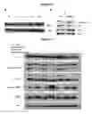 Fig. 17 - MODULATORS OF CELL CYCLE PROGRESSION