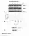 Fig. 35 - METHODS OF TREATING NEUROLOGICAL CONDITIONS WITH HEMATOPOEITIC GROWTH FACTORS
