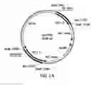 Fig. 02 - Method for producing therapeutic proteins in lacking dipeptidyl aminopeptidase activity