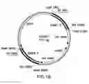 Fig. 03 - Method for producing therapeutic proteins in lacking dipeptidyl aminopeptidase activity