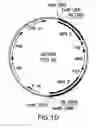 Fig. 05 - Method for producing therapeutic proteins in lacking dipeptidyl aminopeptidase activity