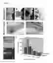Fig. 02 - METHODS AND COMPOSITIONS FOR PROMOTING REGENERATION BY INCREASING INTRACELLULAR SODIUM CONCENTRATION
