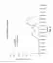Fig. 06 - Methods for Treating Autoimmune Disorders, and Reagents Related Thereto