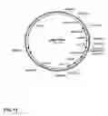 Fig. 23 - Method for producing proteins in that lack detectable cross binding activity to antibodies against host cell antigens