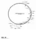 Fig. 26 - Method for producing proteins in that lack detectable cross binding activity to antibodies against host cell antigens