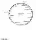 Fig. 30 - Method for producing proteins in that lack detectable cross binding activity to antibodies against host cell antigens