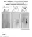 Fig. 49 - Method for producing proteins in that lack detectable cross binding activity to antibodies against host cell antigens