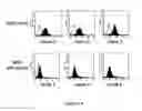 Fig. 04 - Method of modulating integrin mediated cellular activity and agents useful for same
