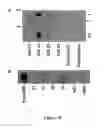 Fig. 09 - Method of modulating integrin mediated cellular activity and agents useful for same