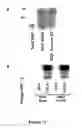 Fig. 10 - Method of modulating integrin mediated cellular activity and agents useful for same