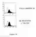 Fig. 23 - Method of modulating integrin mediated cellular activity and agents useful for same
