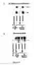 Fig. 24 - Method of modulating integrin mediated cellular activity and agents useful for same