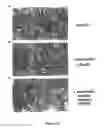 Fig. 27 - Method of modulating integrin mediated cellular activity and agents useful for same