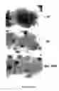 Fig. 30 - Method of modulating integrin mediated cellular activity and agents useful for same