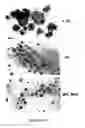 Fig. 31 - Method of modulating integrin mediated cellular activity and agents useful for same