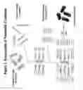 Fig. 02 - Amphiphilic nucleotide cochleate compositions and methods of using the same