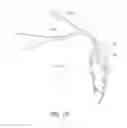 Fig. 62 - MINIMALLY INVASIVE TISSUE SUPPORT