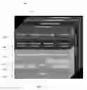 Fig. 03 - BIOLOGICAL DATA NETWORKS AND METHODS THEREFOR