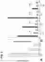 Fig. 06 - Generation of functional basal forebrain cholinergic neurons from stem cells