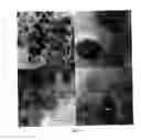 Fig. 04 - Nanoarchitectured multi-component electrode materials and methods of making the same