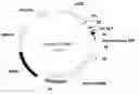 Fig. 01 - Mammalian expression vectors and uses thereof