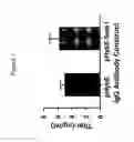 Fig. 08 - Mammalian expression vectors and uses thereof