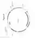 Fig. 09 - Mammalian expression vectors and uses thereof