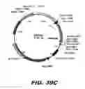 Fig. 45 - BACTERIUM FOR PRODUCTION OF FATTY ACIDS