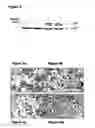 Fig. 03 - Modulation of osteoclast differentiation