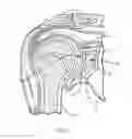 Fig. 02 - Circular glenoid method for shoulder arthroplasty